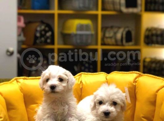 Büyümeyen Maltese Terri̇er Yavrularim görsel