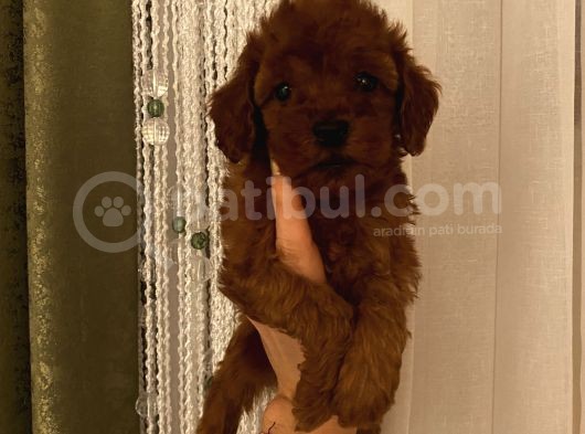 Sağlık Ve Irk Garantili Poodle Bebekler görsel