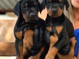A Kalite King Doberman Yavrularımız