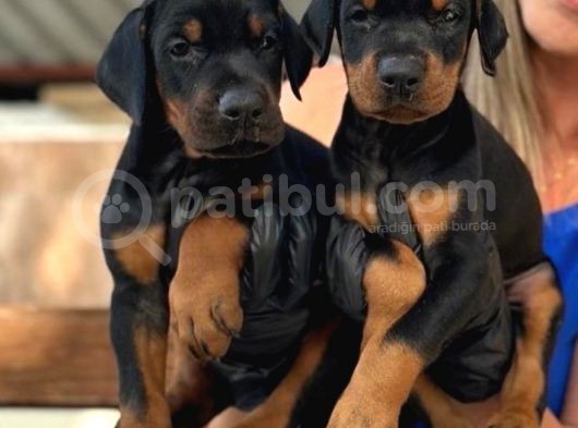 A Kalite King Doberman Yavrularımız görsel