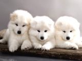 Kar Beyaz Samoyed Bebekler