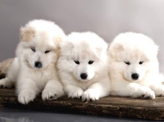 Kar Beyaz Samoyed Bebekler görsel