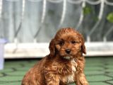 Mi̇ni̇ Cavapoo Yavrularimiz