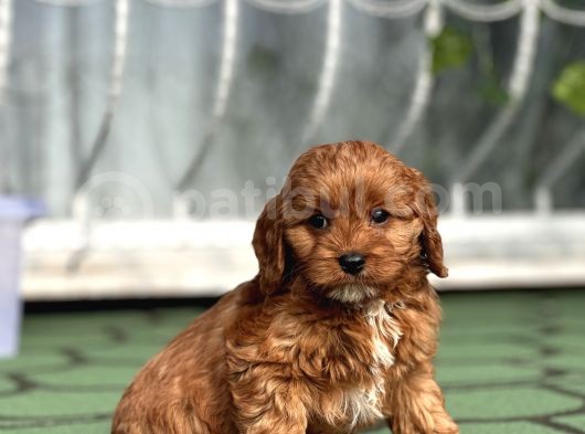 Mi̇ni̇ Cavapoo Yavrularimiz görsel