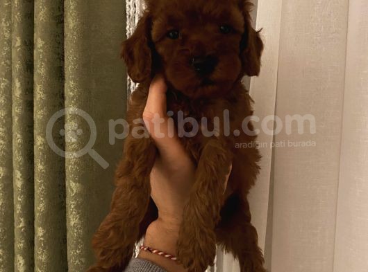 Çocuklarınıza En İyi Arkadaş Poodle Bebekler görsel
