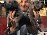 Dev Gibi Efsane Cane Corso Yavrularımız