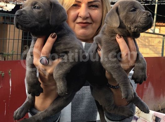Dev Gibi Efsane Cane Corso Yavrularımız görsel