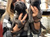 Dev Gibi Efsane Cane Corso Yavrularımız