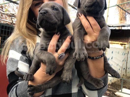 Dev Gibi Efsane Cane Corso Yavrularımız görsel