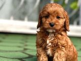 Mi̇ni̇ Cavapoo Yavrularimiz