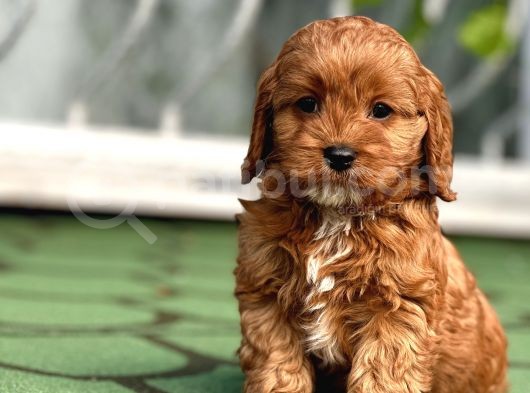 Mi̇ni̇ Cavapoo Yavrularimiz görsel