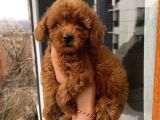 Poodle Bebeklerimiz