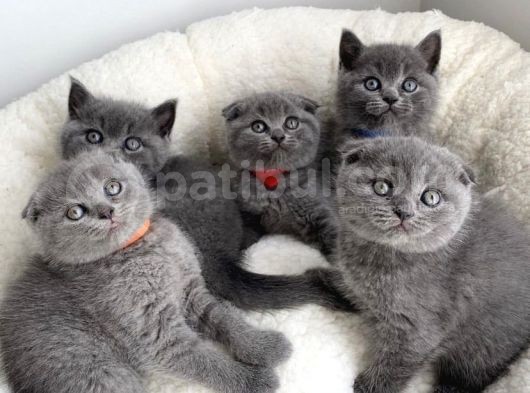 En Güzel Yavrular Iddia Ediyoruz Bebek Surat Bri̇ti̇sh Shorthai̇rler görsel