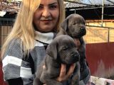 Dev Gibi Efsane Cane Corso Yavrularımız