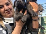 Dev Gibi Efsane Cane Corso Yavrularımız