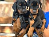 A Kalite King Doberman Yavrularımız
