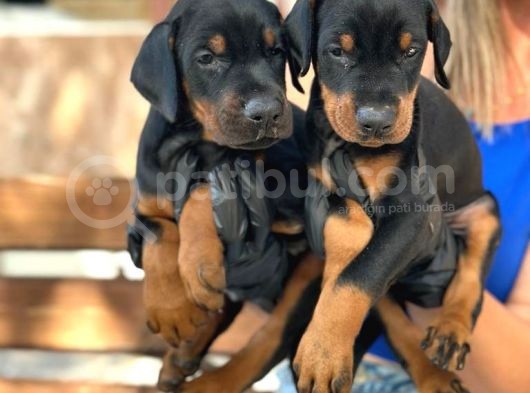 A Kalite King Doberman Yavrularımız görsel