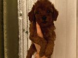 Çocuklarınıza En İyi Arkadaş Poodle Bebekler