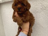 Sağlık Ve Irk Garantili Poodle Bebekler