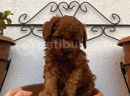 Aşılı Pasaportlu Poodle Bebeklerimiz görsel