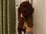 Darkredbrown Poodle Bebişler