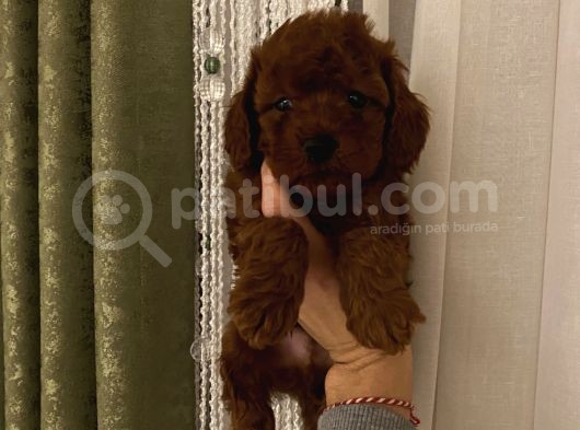 Darkredbrown Poodle Bebişler görsel