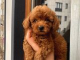 Aşılı Pasaportlu Poodle Bebekler
