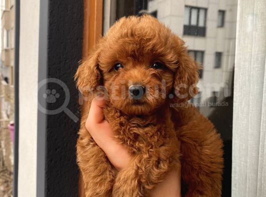 Aşılı Pasaportlu Poodle Bebekler görsel