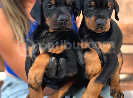A Kalite King Doberman Yavrularımız görsel
