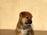 Turkiyede Tek Shiba Inu Bebekler