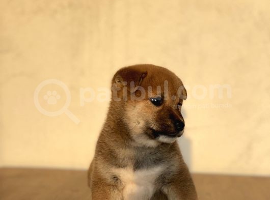 Turkiyede Tek Shiba Inu Bebekler görsel