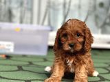 Mi̇ni̇ Cavapoo Yavrularimiz