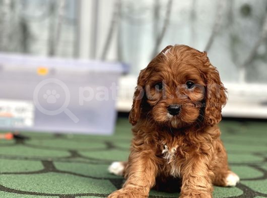 Mi̇ni̇ Cavapoo Yavrularimiz görsel