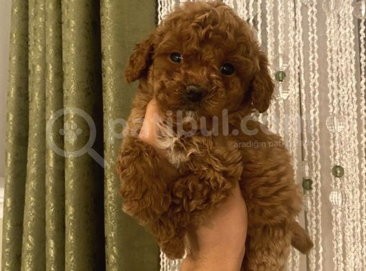 Aşılı Pasaportlu Poodle Bebeklerimiz görsel