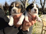 Elizabeth Beagle Yavrularımız