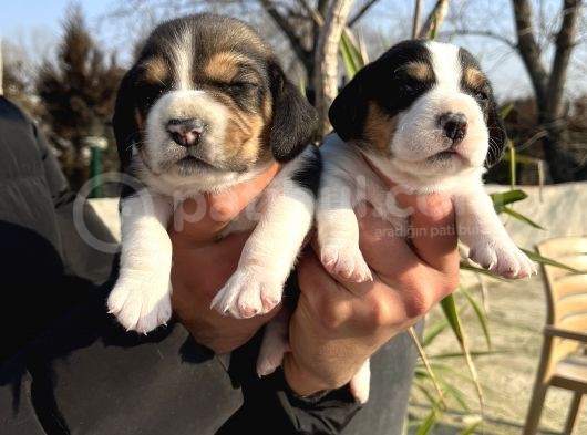 Elizabeth Beagle Yavrularımız
