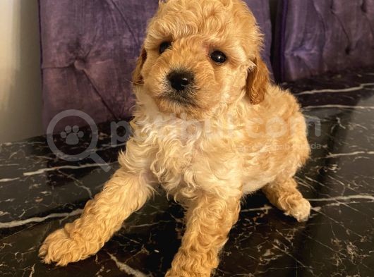 Poodle Bebeklerimiz görsel