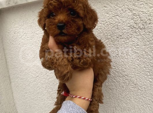 Çocuklarınıza En İyi Arkadaş Poodle Bebekler görsel