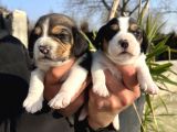 Elizabeth Beagle Yavrularımız