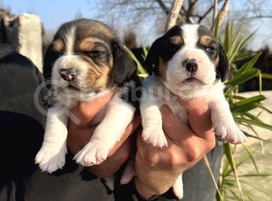Elizabeth Beagle Yavrularımız görsel