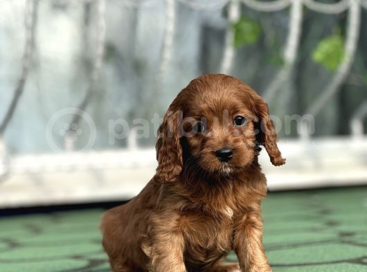 Mi̇ni̇ Cavapoo Yavrularimiz görsel