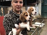 Üç Renk Harika Beagle Yavrularımız