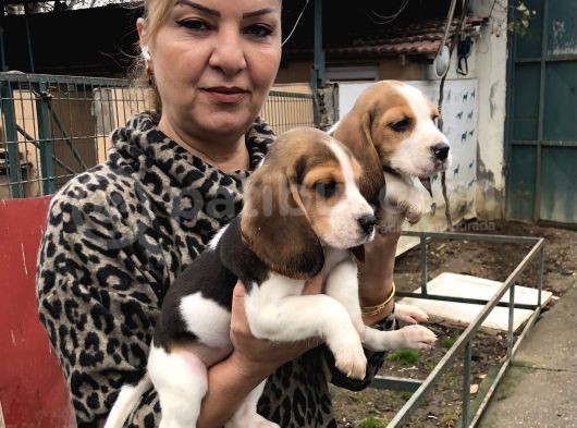 Üç Renk Harika Beagle Yavrularımız görsel