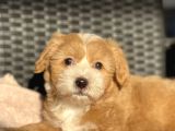 Anne Altindan Maltipoo Bebekler