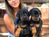 A Kalite King Doberman Yavrularımız