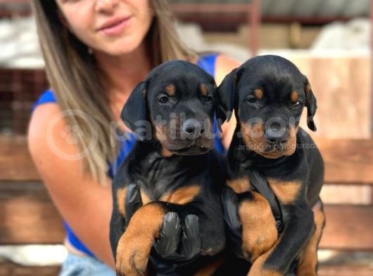 A Kalite King Doberman Yavrularımız görsel