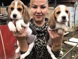Üç Renk Harika Beagle Yavrularımız