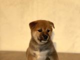 Turkiyede Tek Shiba Inu Bebekler