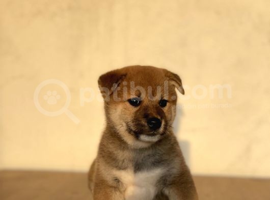Turkiyede Tek Shiba Inu Bebekler görsel