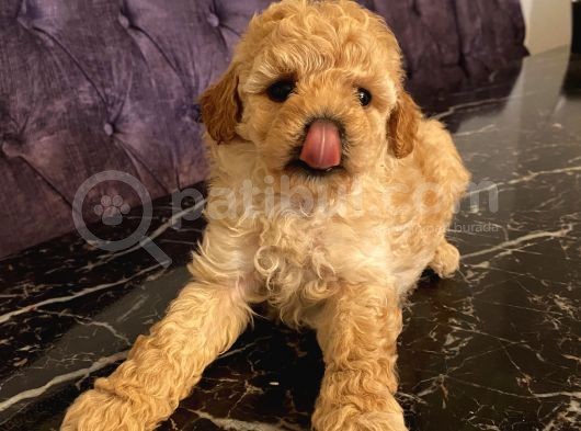 Poodle Bebeklerimiz